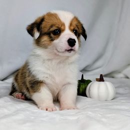 Conway - Sable and white male American Corgi puppy in Clarksville, Tennessee from Cold Creek Family Farm LLC