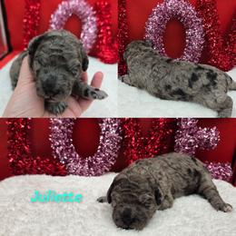 Juliette - Blue merle female Bernedoodle puppy in Summerville, South Carolina from Channys Doodles