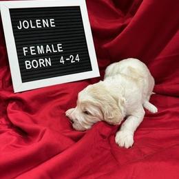 Labradoodle Puppies from Decatur Doodles
