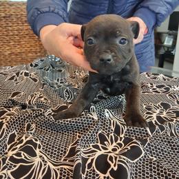 Number 3 - Black female Staffordshire Bull Terrier puppy in Killeen, Texas from Miguel's Staffordshire Bull Terriers
