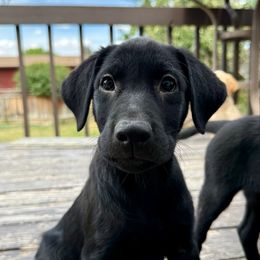 Rocket - Orange collar - Black male Labrador Retriever puppy in Great Falls, Montana from Yogo Point Kennels