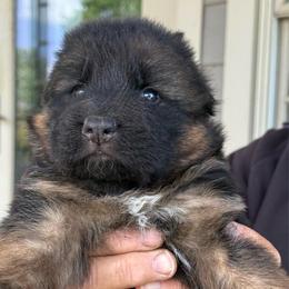 Pet male 2 - Black and red male German Shepherd puppy in Winchester, Kentucky from Drache Feld