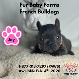 Joy - Tricolors female French Bulldog puppy in Michigan from Fur Baby Farms