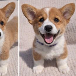 Girl 3 Miss Purple - White and red female Pembroke Welsh Corgi puppy in Milton, Florida from Milton Corgis