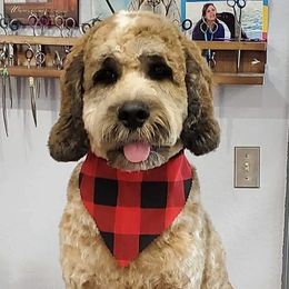 Cockapoo and Poodle All Grown Up from Big Bang Poodles & Doodles