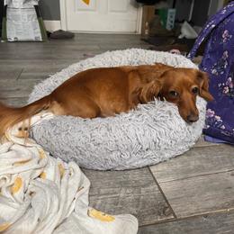 Penny - Dachshund
