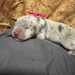 Harriet - Merle female Great Dane puppy in Gainesville, Georgia from DeBruce Danes