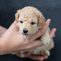 Indiana - Apricot female Goldendoodle puppy in `Richmond, Virginia from OikiaDoodle