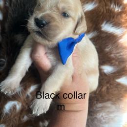 Black collar - Golden male Golden Retriever puppy in Jesup, Georgia from Painted Platinum Retrievers (Painted Platinum Kennel) PPK