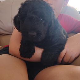 Finn - Black male Labradoodle puppy in Apache Junction, Arizona from Loving Doodle