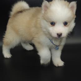 Pomsky and Siberian Husky Puppies from Beastly Beauties Huskies & Pomskies