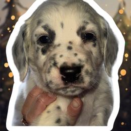 Santa Claus - White and black male Dalmatian puppy in Bremen, Georgia from Clark’s Dalmatians