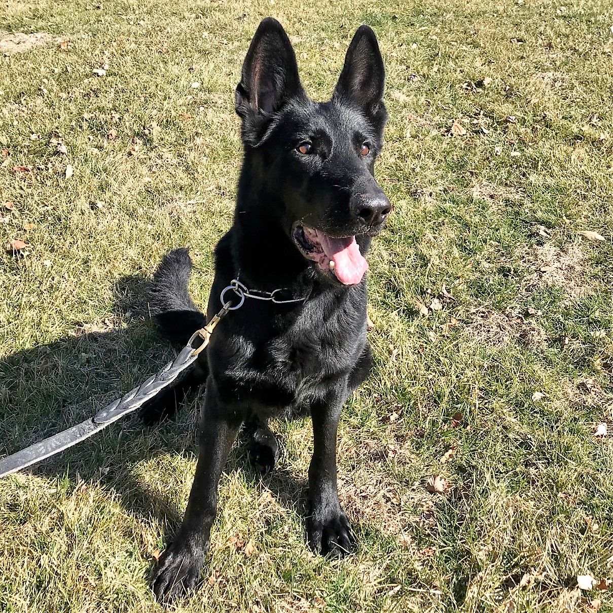 Nellie - German Shepherd