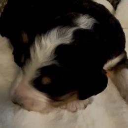 Michigan Rock - Tri-color male Bernedoodle puppy in Hegins, Pennsylvania from Bubbling Springs Doodles, LLC