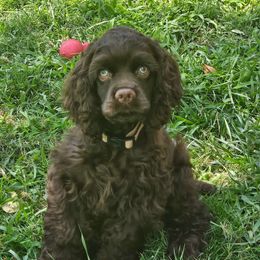 Truffles - Brown Cocker Spaniel puppy in Oroville, California from Cocker Paradise