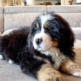 Bernese Mountain Dog Puppies from Golden Willow Puppies