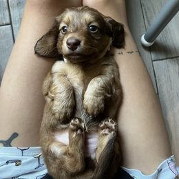 Dachshund Puppies from ag dachshunds