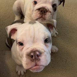 Bulldog Puppies from Bulldogzilla Breeders