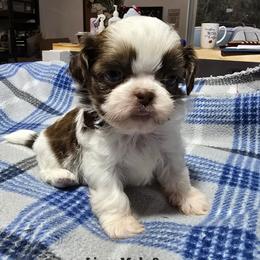 Liver and White Boy - Liver and white male Shih Tzu puppy in Tenino, Washington from Dolled Up Pup