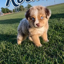 Rocket - Red merle male Miniature Australian Shepherd puppy in Idalou, Texas from Lonesome Pine Mini Aussies