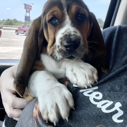 Basset Hound Puppies from Blessed Bassets
