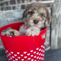 Snuggle Muffin - Merle male Goldendoodle puppy in Mc Kinney, Texas from Flair Doodles