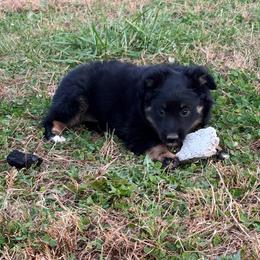 Ana (PRICE DROP) - Black tri female Miniature Australian Shepherd puppy in Stuart, Iowa from Arbor Hill Aussies