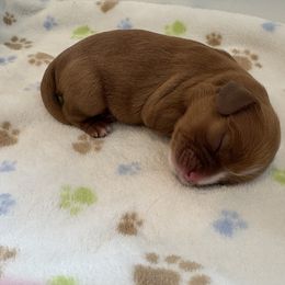 Girl 2 - Ruby Cavalier King Charles Spaniel puppy in Solon, Iowa from Hickory House Cavaliers