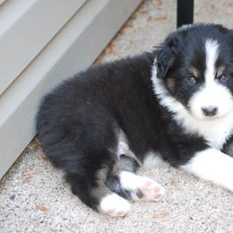 Australian Shepherd Puppies from Riot Austrailan Shepherds