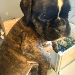Colin - Brindle male Boxer puppy in Medical Lake, Washington from Box and Bully Estates: Boxers and Old English Bulldogs