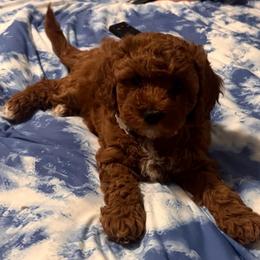 Red - Red  female Goldendoodle puppy in Richmond, Texas from Harper’s Heartbeats
