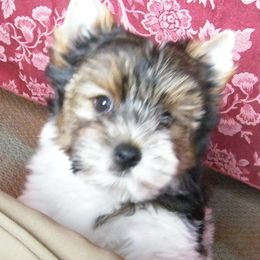 Boy 2 - Biewer Terrier puppy in Port Huron, Michigan from Moonlight Yorkies and Biewer Terriers