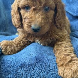 Rudy - Red male Aussiedoodle puppy in Lowville, New York from Adirondack Labradoodles