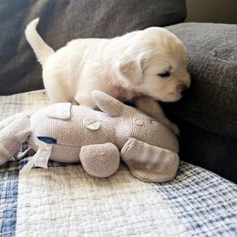 Golden Retriever Puppies from Southern Golden Retrievers