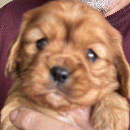 Cavalier King Charles Spaniel Puppies from Crosby's Cavaliers