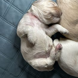 Cocker Spaniel Puppies from Brooks House Cocker Spaniels