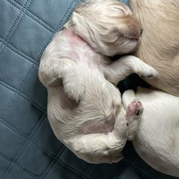 Cocker Spaniel Puppies from Brooks House Cocker Spaniels
