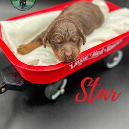 Star - Phantom female Goldendoodle puppy in Ocoee, Tennessee from Liberty Creek Farms