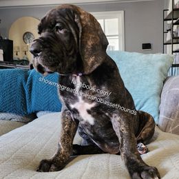 Purple Collar - Brindle female Great Dane puppy in Alton, Illinois from Show Me Great Danes and Basset Hounds