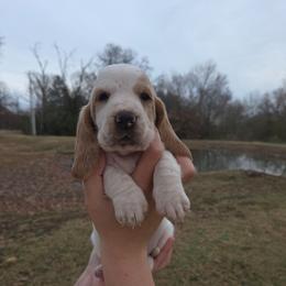 Tianna 2700.00 - Red and white female Basset Hound puppy in Denison, Texas from Emma Lou's Baby Bassets