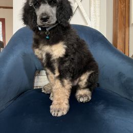 Zoolander Boy 1 - Phantom Poodle puppy in Bristol, Virginia from Schrute Farms Standard Poodles