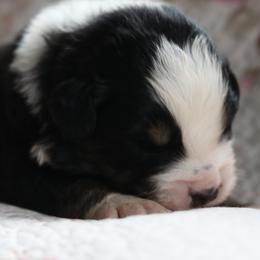Firecracker - Black tri-color male Australian Shepherd puppy in Noxon, Montana from MITIN Aussies AKC Standard Australian Shepherds
