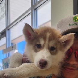 Native American Indian Dog Puppies from Corn Moon Kennels: a member of the Native American Indian Dog Preservation Project