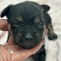 Diesel - Black male Xoloitzcuintli puppy in West Jordan, Utah from Majestic Nakids