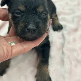 Diesel - Black male Xoloitzcuintli puppy in West Jordan, Utah from Majestic Nakids