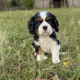 Lily - Tri-color female Cavalier King Charles Spaniel puppy in Calhoun, Georgia from Cavis at Wryah Farm