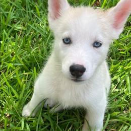 Biscuit - Read Description - Sable and white male Siberian Husky puppy in College Station, Texas from Texas Siberian Husky Kennels (TSHK)