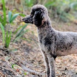 Poodles from S. E. Standard Poodles