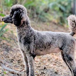 Poodles from S. E. Standard Poodles