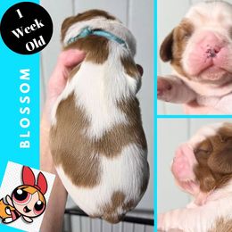 Blossom - Blenheim female Cavalier King Charles Spaniel puppy in Willmar, Minnesota from Starlite Cavaliers